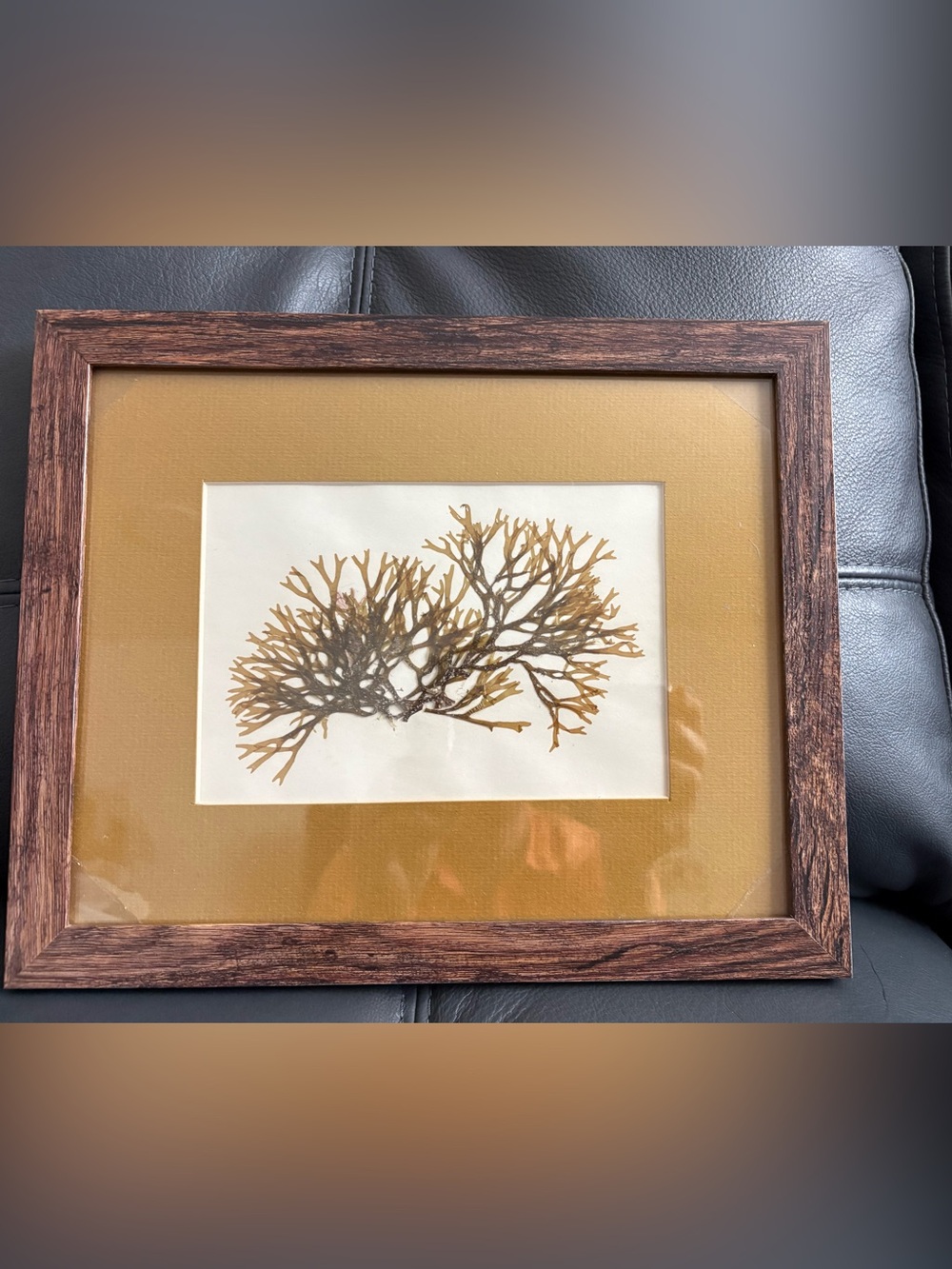 DICTYOTA DICHOTOMA Pressed Seaweed Art - Collected In Key Biscayne FL on 1975.